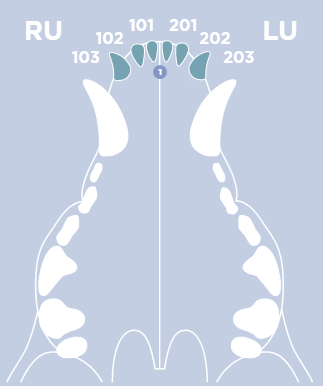 Tooth Areas 3